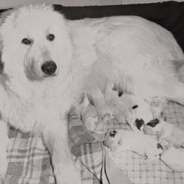 Great Pyrenees Puppies from Wells' Providence Pyrenees
