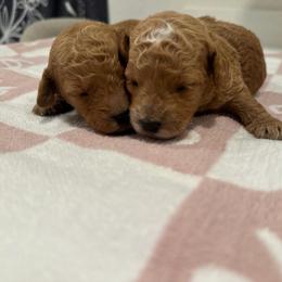 Baby boy - Red  male Goldendoodle puppy in Shingle Springs, California from Creamy Retrievers