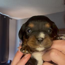 Boy with white nose - Black and white male Cavalier King Charles Spaniel puppy in Columbia, South Carolina from Columbia Cavaliers