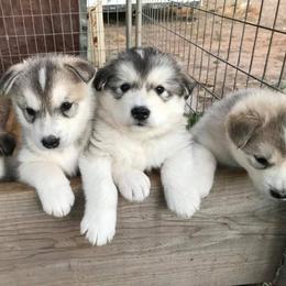 Alaskan Malamute Puppies from Ghost Dance Alaskan Malamutes