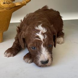 Jasmine (No Collar) - Red  female Poodle puppy in Ogden, Utah from Bells Poodles