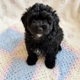 Girl 3 - Black female Bernedoodle puppy in Yale, Michigan from Bechtels beautiful doodles