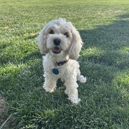 Sydney - Cockapoo