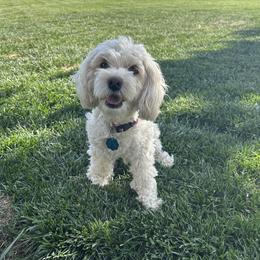 Sydney - Cockapoo