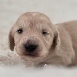 Ivy - Cream female Dachshund puppy in Nine Mile Falls, Washington from River Run Doxies