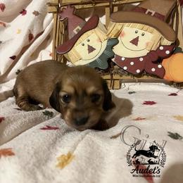 1 - Cream female Dachshund puppy in East Dover, Vermont from Audet’s Mini Dachshunds