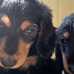 Dachshund Puppies from Pigeon Hill Dachshunds