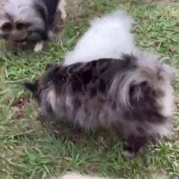 Willow - Pomeranian