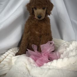 Poodle Puppies from Prissy Pants Poodles LLC