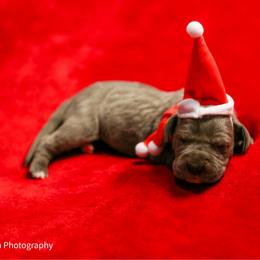 Buttercup - Blue female Great Dane puppy in Rosharon, Texas from Parker's Great Danes