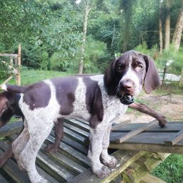 Maksim - White and liver male German Shorthaired Pointer puppy in Ashford, Alabama from Gosha & Nusha Kennel