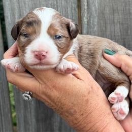 Amber - Chocolate merle female Bernedoodle puppy in Newnan, Georgia from Wagging Tailz Pups
