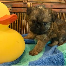 Toby (light blue) - Red male Brussels Griffon puppy in Brooks, Georgia from Brooks Berner Bears & Brussels Griffons