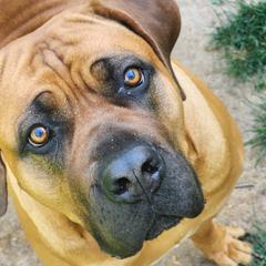 Theta - Boerboel