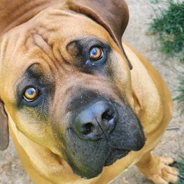 Theta - Boerboel