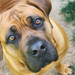 Theta - Boerboel