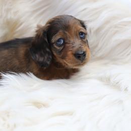 Dachshund Puppies from EntityDachs