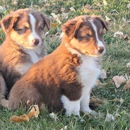 Meg - Red tri-color female Australian Shepherd puppy in Powell, Wyoming from Waterworth Australian Shepherds