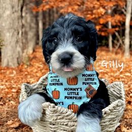 Daffy - Black and white male Sheepadoodle puppy in Cambridge, Ohio from Sweet Creek Pups