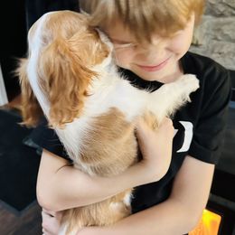 Cavalier King Charles Spaniel Puppies from Solheimar