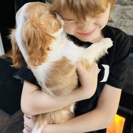 Cavalier King Charles Spaniel Puppies from Solheimar