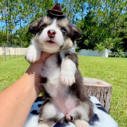 Cookie - Black and white female American Corgi puppy in Florida from Sunrise Corgis