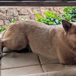 Australian Cattle Dogs from Copper Rock Australian Cattle Dogs