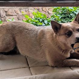 Australian Cattle Dogs from Copper Rock Australian Cattle Dogs