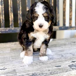 Boy 2 - Tri-color male Bernedoodle puppy in Salt Lake County, Utah from Coco Avenue Pups