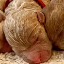 Red girl - Apricot female Australian Labradoodle puppy in Upland, California from Kings Labradoodles