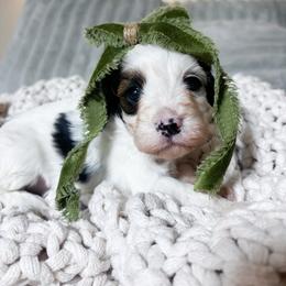 Perdy - Black and white female Cavapoo puppy in Cherryville, North Carolina from Mercy Doodles