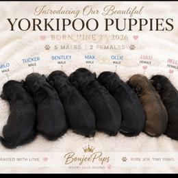 Yorkipoo puppies from Boujeepups