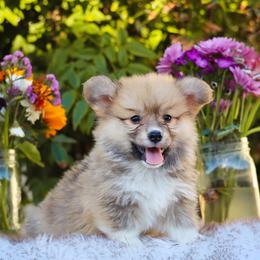 Rex - Sable male Pembroke Welsh Corgi puppy in Caliente, California from Rafter Cross 7