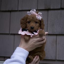 Aria - Red female Cavapoo puppy in Maple Falls, Washington from Daisy’s Cuddly Cavapoo