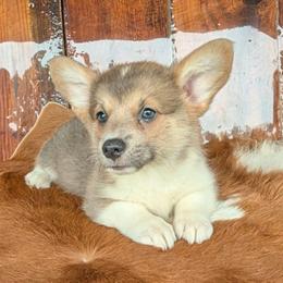 Caroline Ingalls - Gray and white female American Corgi puppy in Paden, Oklahoma from Sunray Ranch