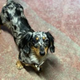 Tilly - Dachshund