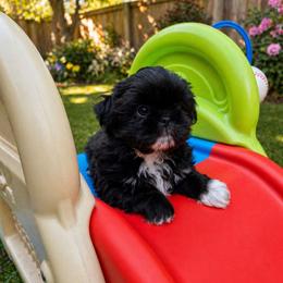 Wolfie - Black male Shih Tzu puppy in Richmond, Texas from Aleka Shih Tzu