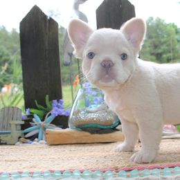 French Bulldog Puppies from Fren She Kisses