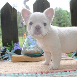 French Bulldog Puppies from Fren She Kisses