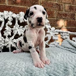 Myling - Harlequin female Great Dane puppy in Arlington, Texas from Scoober Danes