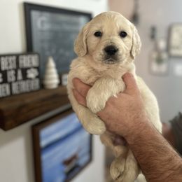 Male 2 (Black collar) - Light golden male Golden Retriever puppy in Rainier, Washington from Hanson’s NW Goldens & Doodles