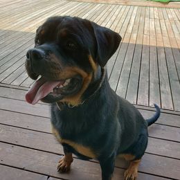 Rottweilers from Simms Rottweilers
