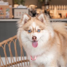 Aki - Pomsky