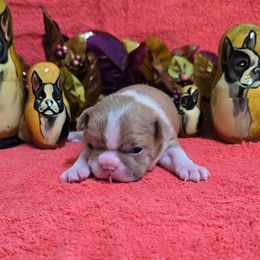 Lilac Boy Small Blaze - Lilac male Boston Terrier puppy in Corsicana, Texas from JT Bostons