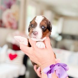 Mikuri-Pokémon Character - Sable male Bernedoodle puppy in Ontario, California from Teddy Doodles & Standard Poodles