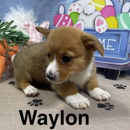 Waylon - Red male Pembroke Welsh Corgi puppy in Apison, Tennessee from Ashmore Corgis