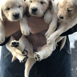 Golden Retriever Puppies from Valley View Goldens