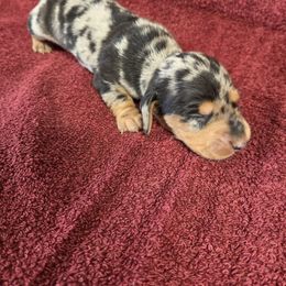 Celeste - Dapple female Dachshund puppy in Berry, Alabama from Whisper Gray
