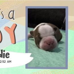 Freddie - Red male Boston Terrier puppy in Jupiter, Florida from CJM Boston and Boxer Puppies
