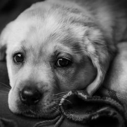 Labrador Retriever Puppies from Landon J Farms Labrador Retrievers